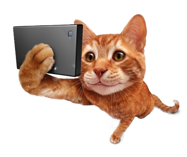bigstock-selfie-cat-101589764_baixa-600x