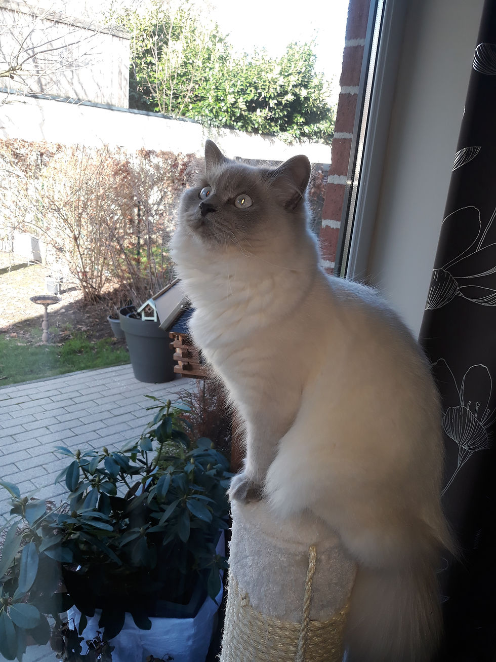 TADAO british longhair llac point