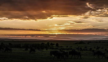 masai mara.jpg