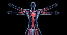 Kinesiology Majors/Teachers