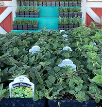herbs_edited.jpg