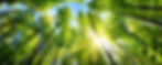 Sustainability hero image Environment.jpg