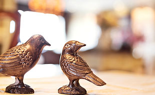 birds