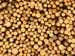 The Best Australian Timbers For Your Home