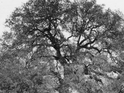Treaty Oak Strategies: The History Behind the Name