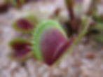 Dionaea