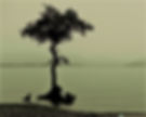 arbre_edited.jpg