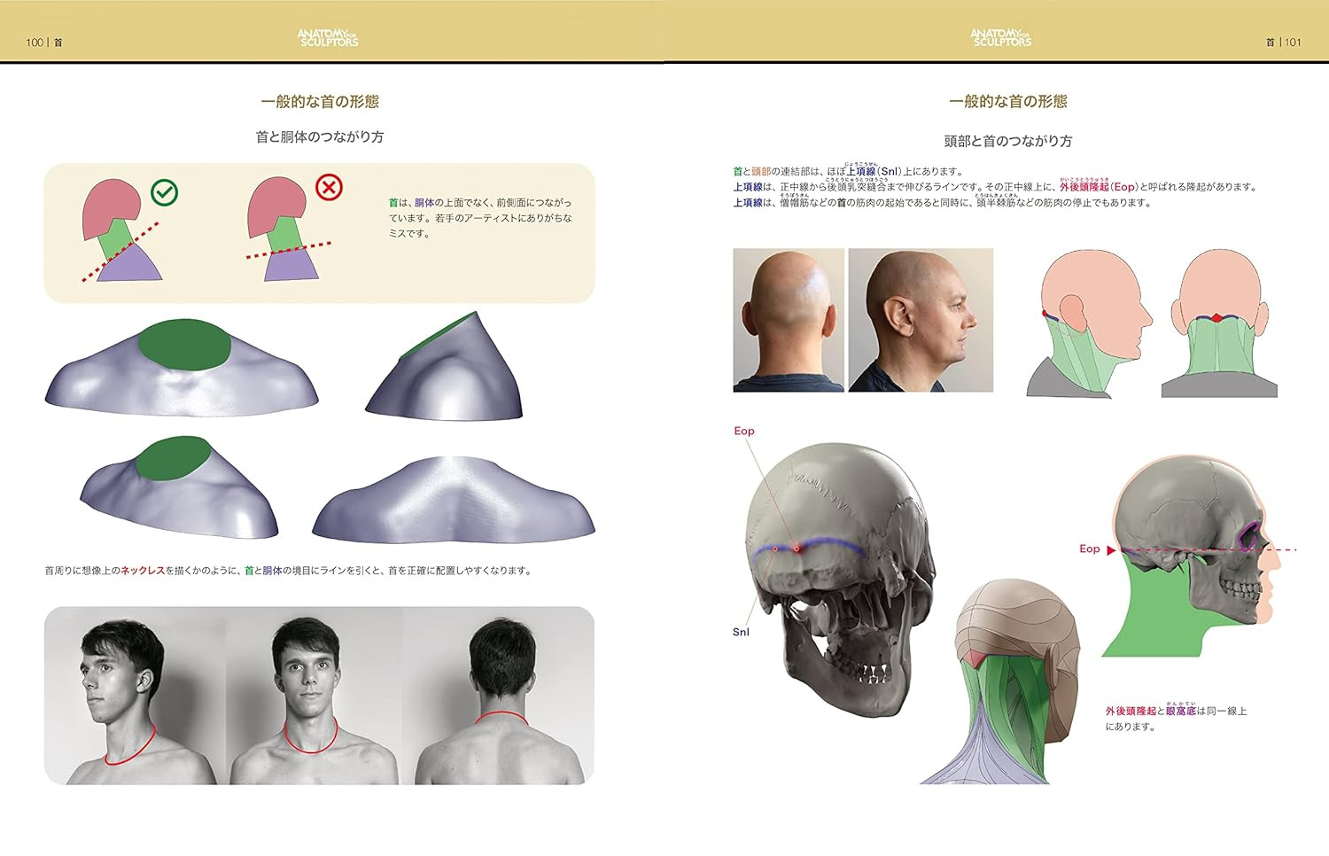 Anatomy for Sculptors 3: Form of the Head and Neck - Imagem 4