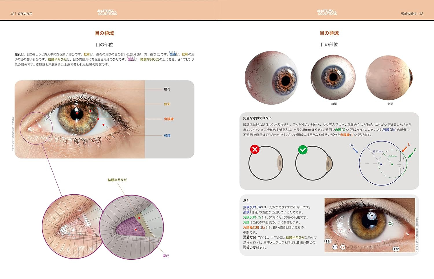 Anatomy for Sculptors 3: Form of the Head and Neck - Imagem 5