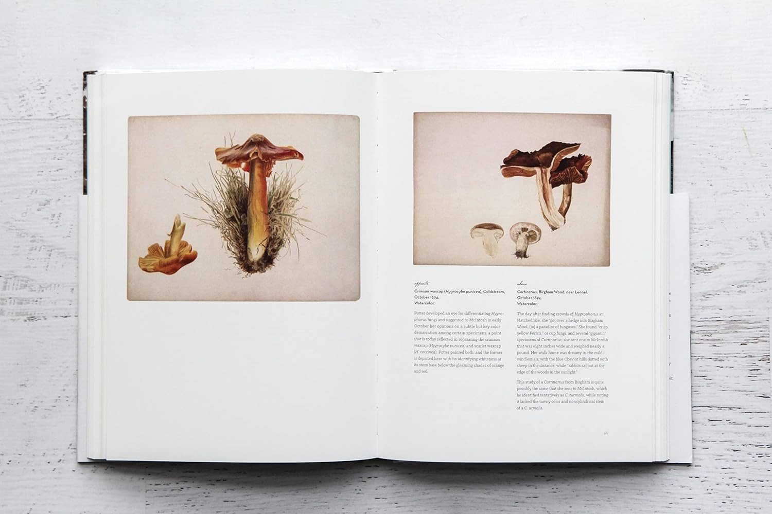 The Art of Beatrix Potter: Sketches, Paintings, and Illustrations - Imagem 2