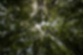 arbres 1.jpg