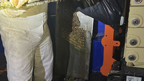 Atienden enjambre de abejas en Tlaquepaque: 15 lesionados y evacuación preventiva