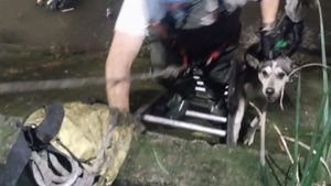 Bomberos rescatan a un hombre y a su perro Husky de un canal en Guadalajara