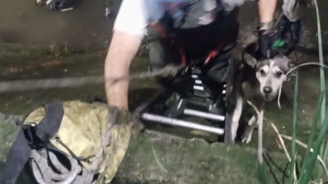 Bomberos rescatan a un hombre y a su perro Husky de un canal en Guadalajara