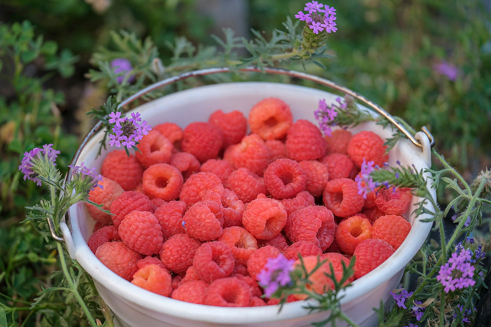 Impulsan financiamiento para pequeños y medianos productores de berries en Jalisco