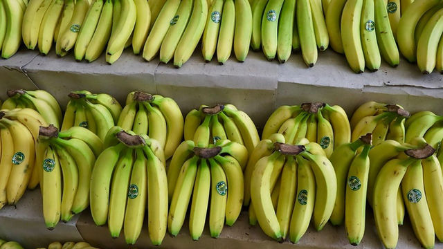 Jalisco prepara protocolos ante posible presencia de hongo que amenaza cultivos de plátano