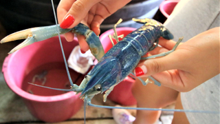 Obtiene CUCosta patente por alimento para langostino de agua dulce