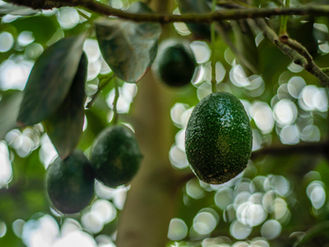 Impulsa SADER Jalisco declaratoria para tres municipios y tres zonas agroecológicas como libres de plagas del aguacate