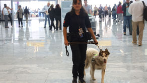 Fortalece Jalisco vigilancia sanitaria en aeropuertos internacionales