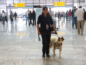 Fortalece Jalisco vigilancia sanitaria en aeropuertos internacionales