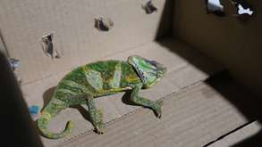 El ejemplar fue entregado a personal especializado de la Unidad de Rescate de Fauna Silvestre de Tlajomulco de Zúñiga