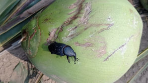 Apoya SADER Jalisco con más de 5 millones de pesos a productores de coco y plátano de la Costa Sur