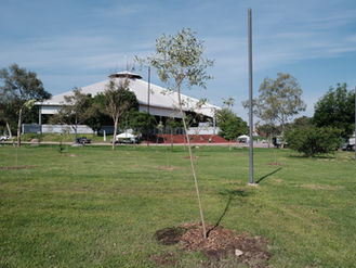 Arranca AMBU primera Jornada de Arborización 2026 en el Parque Luis Quintanar