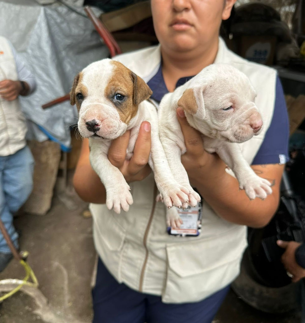 Rescatan a diez animales en operativo contra crueldad animal