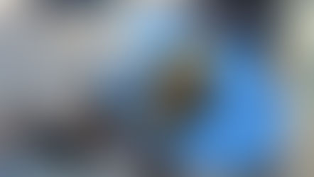 Zapopan colabora en la atención de un jaguar atropellado en Nayarit 