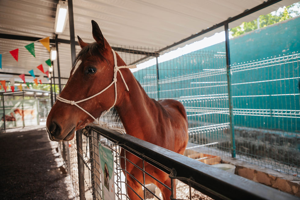 Guadalajara refuerza el bienestar animal con rehabilitación y nuevas iniciativas