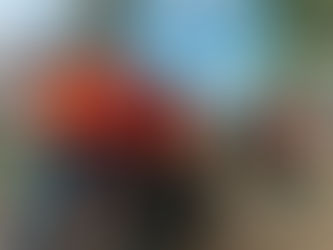 Termina plan de reforestación 2025; planta Vero Delgadillo una Rosa Morada en La Rotonda