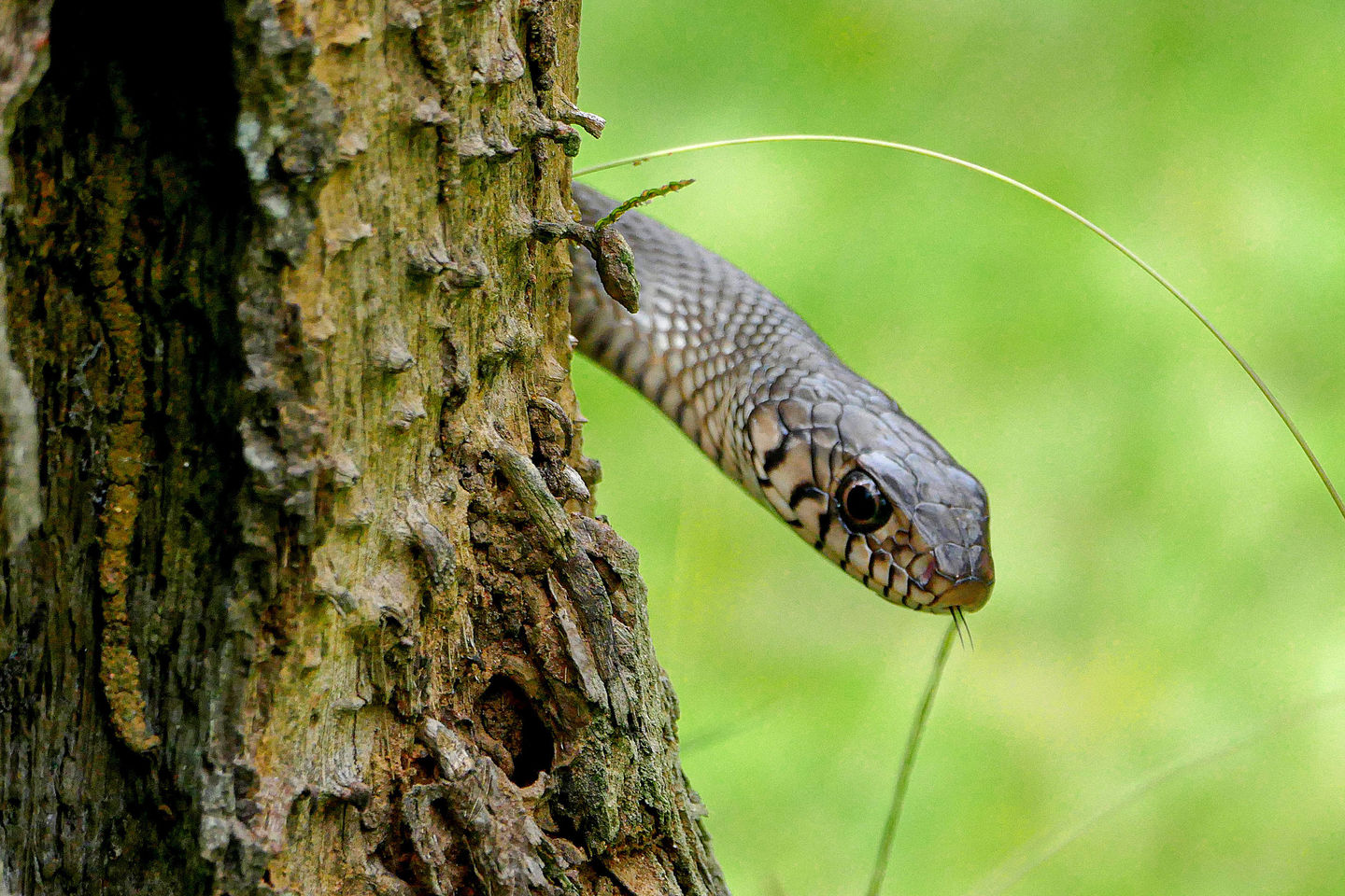 Nature 042