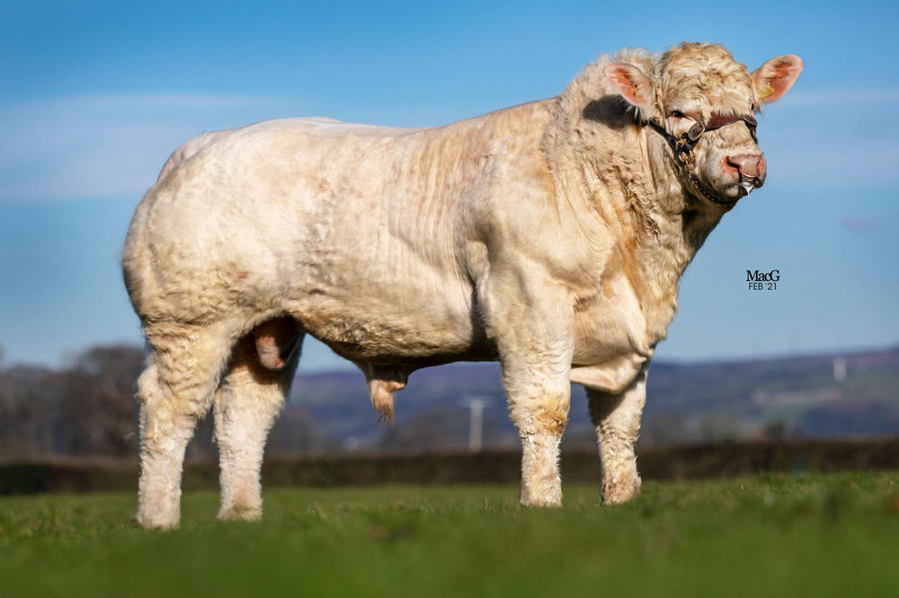 Introducing Myerscough British Charolais...