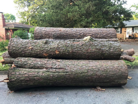 What to Do During the Winter Months for Tree Service Maintenance in Virginia Beach