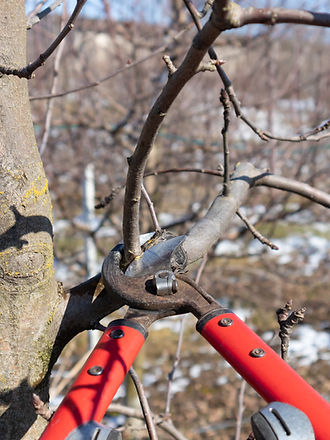 Tree Pruning.jpeg