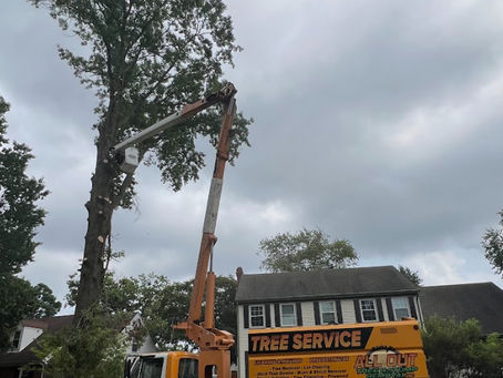 Tree Removal Services in Virginia Beach: Preparing for Hurricanes in September