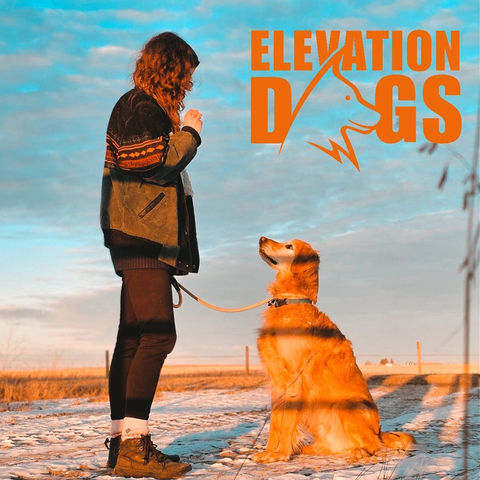 Dog Training & Puppy Training