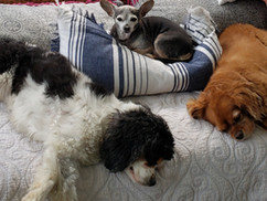 Dog Day Care in New Jersey