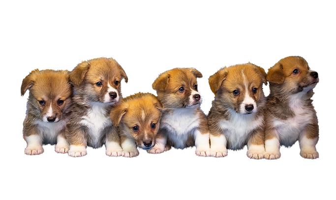 Untitled design (68).png