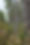 Planted Pines.JPG