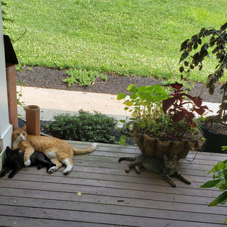 Resized_20190722_142655.jpeg