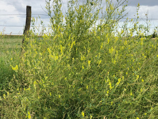 A Soggy Spring Increases the Need for Sweetclover Awareness