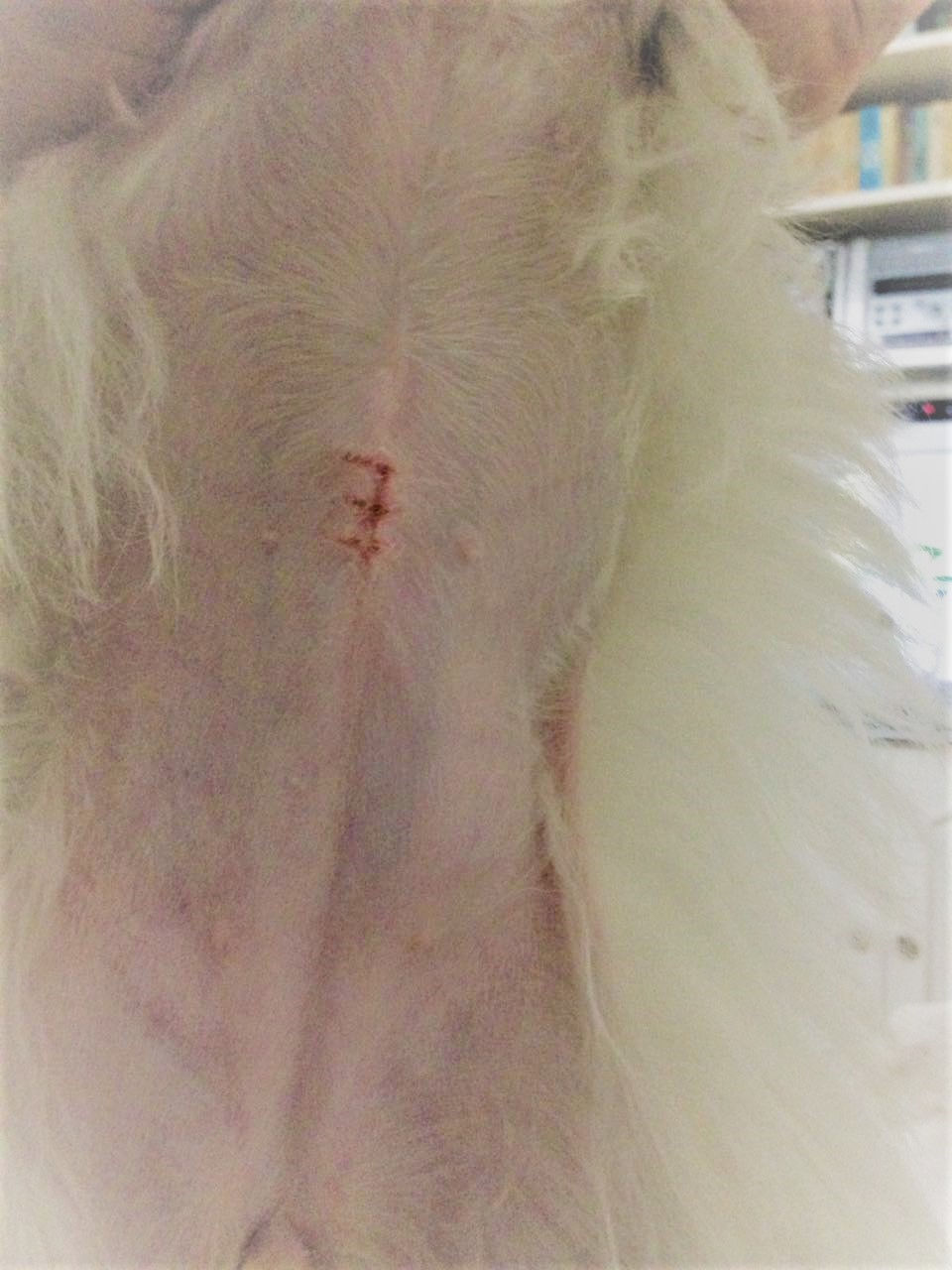 CASTRAÇÃO DE PET'S E SEUS BENEFÍCIOS