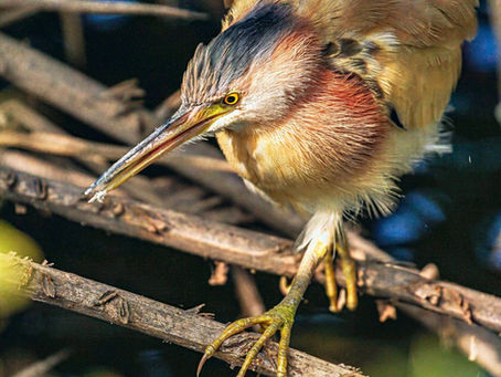 The Yellow Bittern