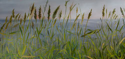 Beach Grass