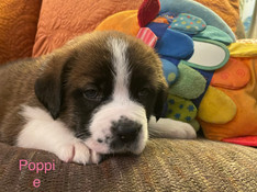 POPPPIE 4K ._