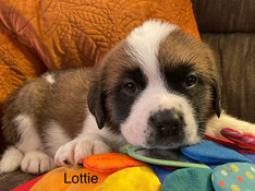 LOTTIE 4WK..JPEG