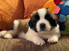 ODIN 4WK.JPEG