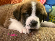 POPPIE 4WK.