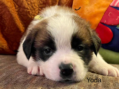 YODA 4wk.